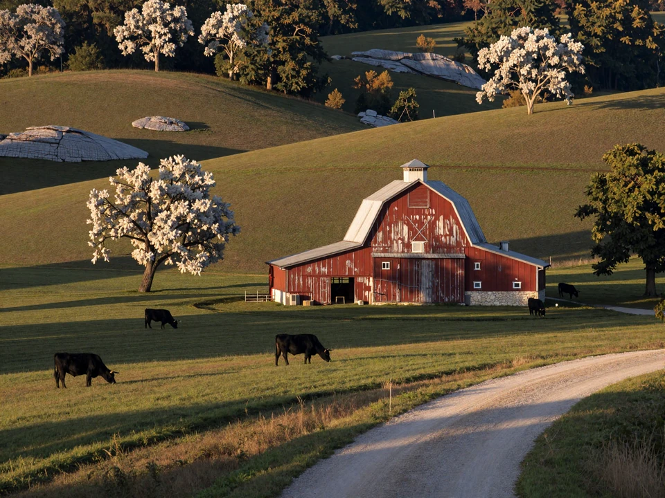 Rolling Missouri Ozark foothills at golden hour with black angus cattle, a weathered red barn, and white oak trees representing Show-Me State farmers dating